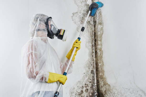 Best Professional Mold Removal  in Mannford, OK