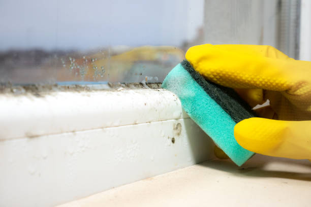 Best Mold Damage Repair  in Mannford, OK