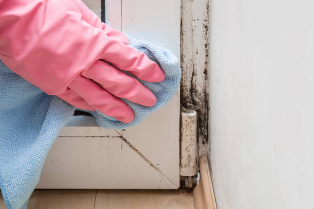 Best Commercial Mold Removal  in Mannford, OK